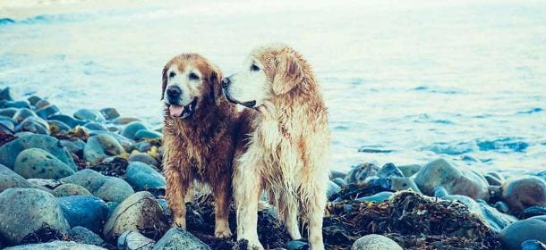 Cani in spiaggia nel Lazio: il Tar annulla l'ordinanza che ne vietava l'ingresso