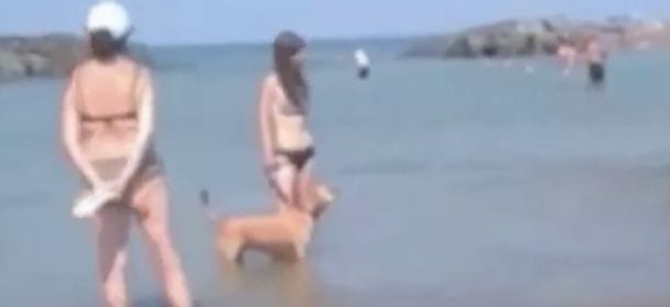 Cane In Spiaggia A Fiumicino è Caos Scoppia La Lite Tra I