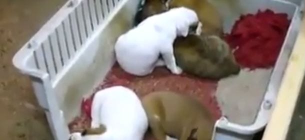 Cani che si addormentano con la ninna nanna [VIDEO]