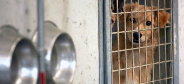 Roma, record di cani e gatti abbandonati: sono 576 in soli 2 mesi