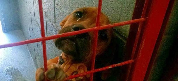 Un cane piange dietro le sbarre: sta per essere soppresso. La foto gli salva la vita