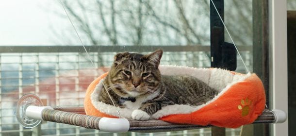 Gatti: balconi e finestre tra le prime cause di incidente domestico