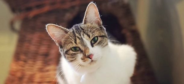 Gatti e proprietari: 15 indizi per capire se preferite i mici alle persone