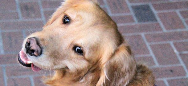 Vanno in chiesa con il cane, il parroco li caccia via in malo modo