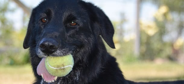 Bear, il cane poliziotto che combatte la pedo-pornografia