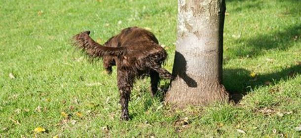 Cani a Rieti: multe da 500 euro ai proprietari senza bottiglietta. Polemiche per l'ordinanza