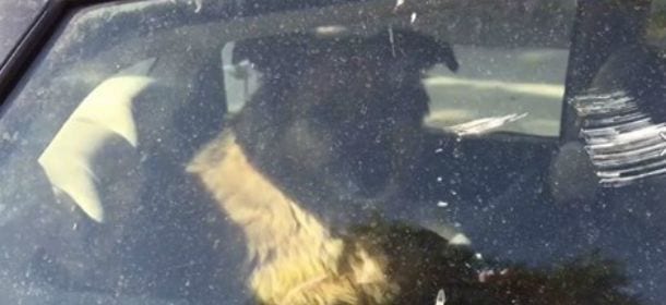 Cani in auto sotto il sole: un nuovo video Peta dimostra cosa accade loro in soli 8 minuti