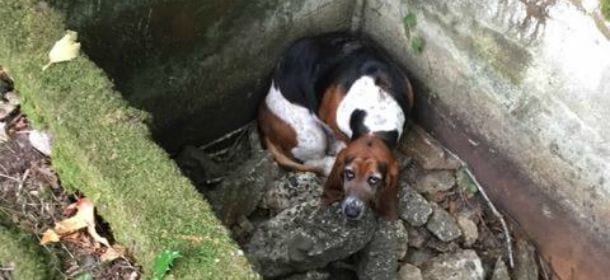 Cane veglia l'amica caduta in una buca: non l'ha mai lasciata sola per ben 5 giorni [FOTO]