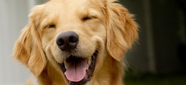 Gli animali ridono e hanno senso dell’umorismo: lo dice la scienza