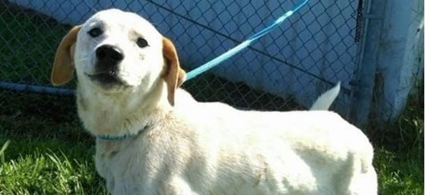 Negozio di animali sequestrato per maltrattamenti: cuccioli malati e presi prima dello svezzamento