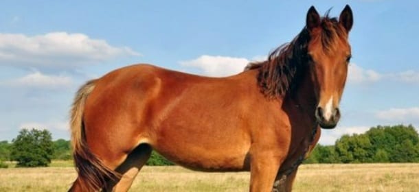 "Ho abusato di un cavallo": la confessione choc di un 31enne