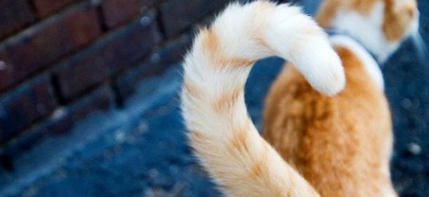 Circa 800 code di cane e di gatto gettate nell'immondizia: caccia al killer