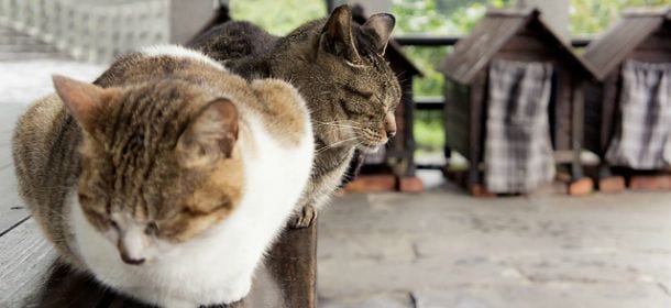 "I gatti della colonia di Testaccio sono stati mangiati". L'accusa choc di una volontaria