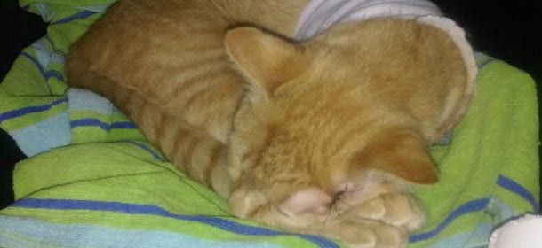 Gatto eroe salva un bimbo da un proiettile vagante