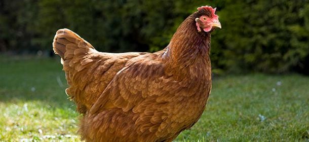 Gli animali più ricchi del mondo: c’è anche il pollo Gigoo