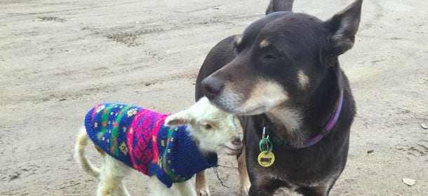 Ruby, il cane "veterinario" che aiuta gli animali salvati dal macello a superare il trauma