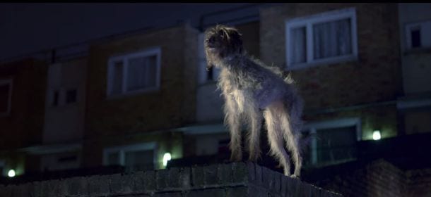 Il cane canta "I will survive": lo spot contro i maltrattamenti commuove il web