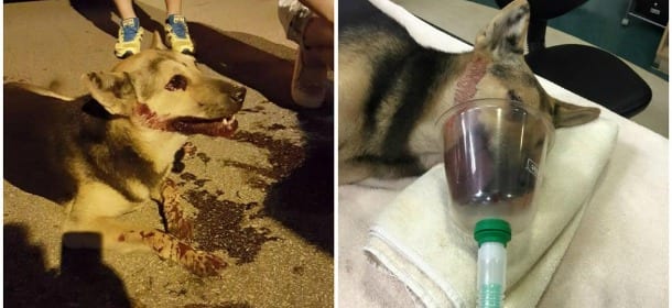 Cane picchiato a morte salvo grazie a Facebook: raccolti 17mila euro per le cure in poche ore