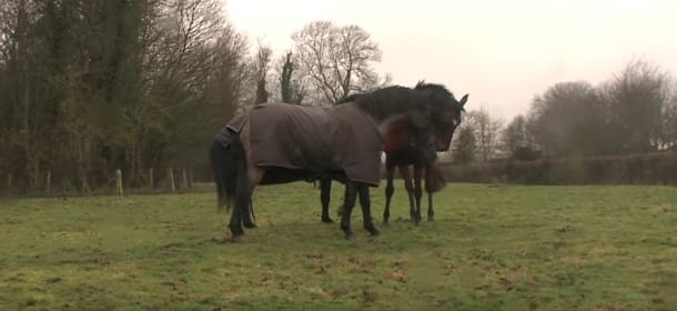 Tre cavalli si ritrovano dopo 4 anni: il loro incontro è commovente [VIDEO]