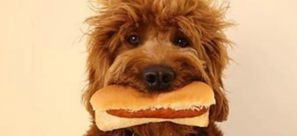 Cani e cibo: 10 alimenti “killer” da evitare assolutamente