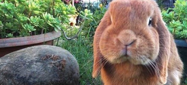 Conigli e alimentazione: i 5 cibi “killer” da evitare assolutamente