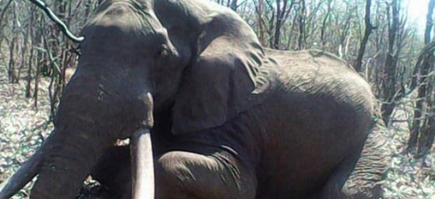 Uccide l'elefante più grande dello Zimbabwe e scatta una foto: il "killer" è un turista tedesco