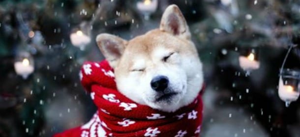 Cani, arriva il freddo: un piccolo vademecum per evitare i malanni di stagione
