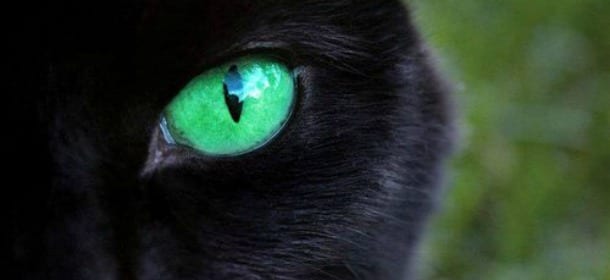 I gatti hanno una “super vista” psichedelica che gli permette di “guardare oltre”