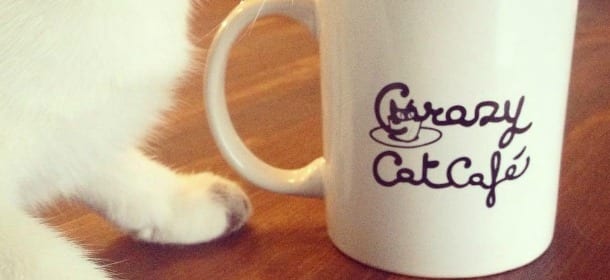 Gatti, caffè e brioche: apre a Milano il Crazy Cat Café con 6 ospiti felini