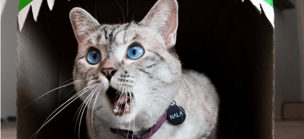 Nala, la gattina più famosa dei social promuove la sterilizzazione