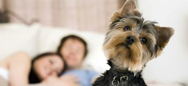 Cani, gatti e hotel "pet-friendly": cosa cercano i proprietari e cosa offre il mercato italiano