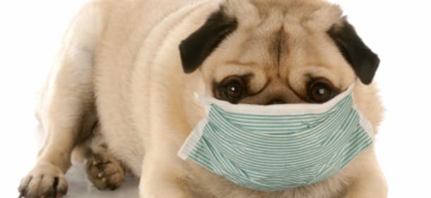 Se il cane ha il raffreddore: i sintomi e le cure più efficaci