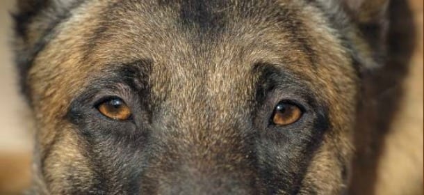 Quasi uccisa dal suo cane, decide di non farlo sopprimere: un libro racconta la loro rinascita