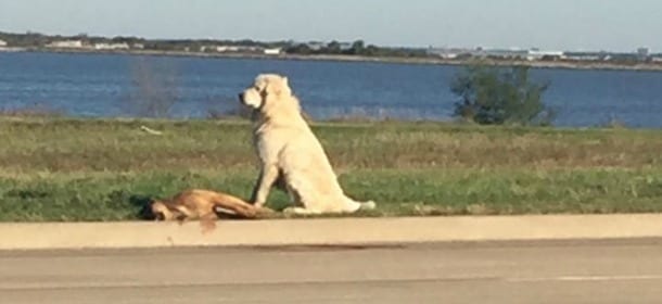 Cane veglia l'amico morto per ore: quando arrivano i soccorsi fa una cosa incredibile [FOTO]