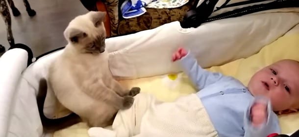 Il gatto baby sitter calma il neonato con un semplice tocco [VIDEO]