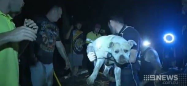 Cane incastrato sotto terra per 3 giorni: un'intera cittadina si mobilita per salvarlo [VIDEO]