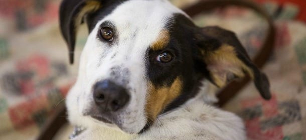 Sequestrano il cane al senzatetto: lui va dall'avvocato per chiedere aiuto