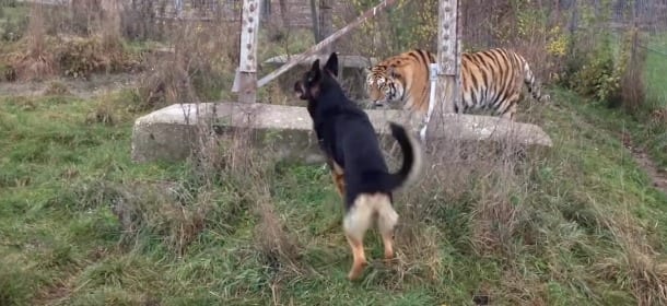 Due tigri e tre Pastori Tedeschi amici per la pelle: un emozionante video racconta la loro storia