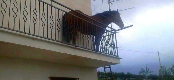 Un cavallo sul balcone: la vera storia della foto diventata virale