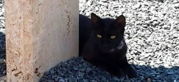 Cani e gatti in visita al cimitero: tutte le regole per poter entrare