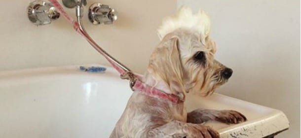 Toilette per cani: la cresta “alla Balotelli” è la preferita dai proprietari italiani