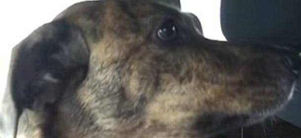 Il cane Dixie piange inconsolabile: il "suo" piccolo umano è andato a scuola [VIDEO]