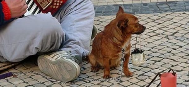 Giovane dogsitter usava il cane per chiedere l'elemosina