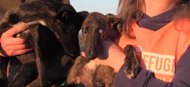 Levrieri abbandonati: lei è cieca e suo fratello la guida [VIDEO]