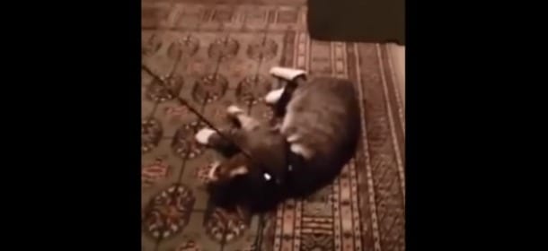 Mette il guinzaglio al gatto per uscire e lui… si finge morto! [VIDEO]
