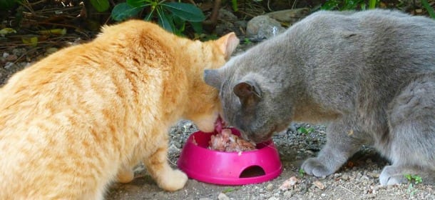 Red e Willy, i gatti gay della Piramide Cestia a Roma: "Sono fedelissimi l'uno all'altro"