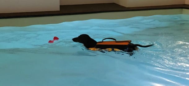 Cani, gatti e idrofisioterapia: la ginnastica in acqua che li mantiene in forma