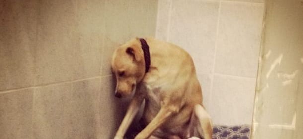 Il cane riportato al rifugio è troppo triste per camminare: la foto diventa virale