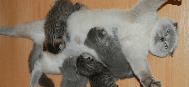 Mamme gatte: le 10 più belle con i loro cuccioli [FOTO]