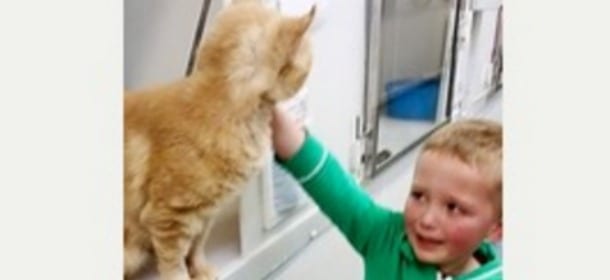 Un bimbo di 5 anni va in un rifugio per adottare un gatto e trova il suo sparito 18 mesi prima